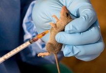 lassa fever